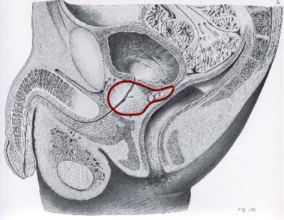 Integratori prostata e apparato uro-genitale